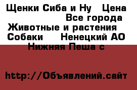 Щенки Сиба и Ну › Цена ­ 35000-85000 - Все города Животные и растения » Собаки   . Ненецкий АО,Нижняя Пеша с.